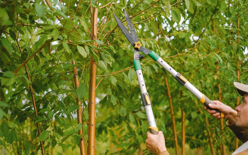 Tree trimming in Feura Bush, NY
